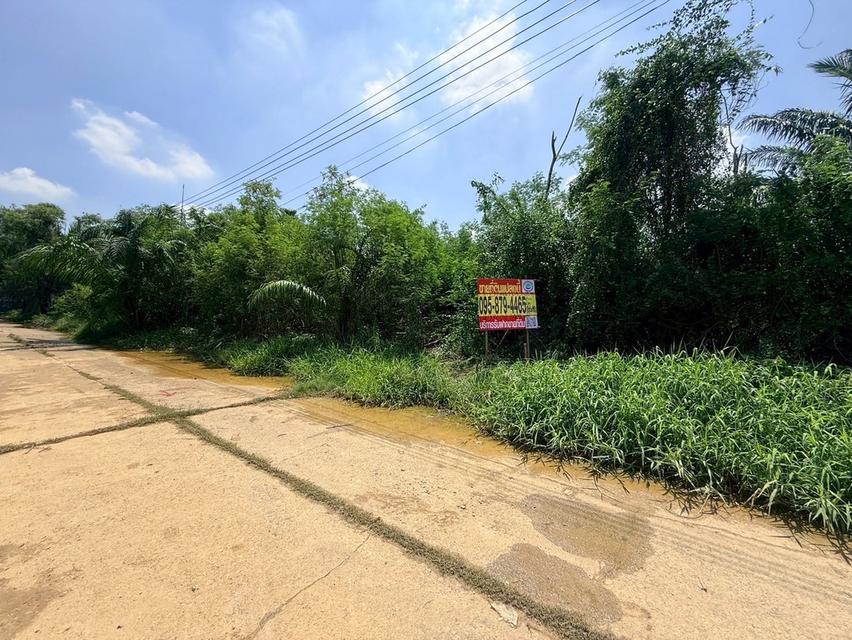 ขายด่วนที่ดิน 704 ตรว ติดถนนพุทธมณฑลสาย 2 ถนนพุทธมณฑลสาย 2 เขตบางแค กทม 6