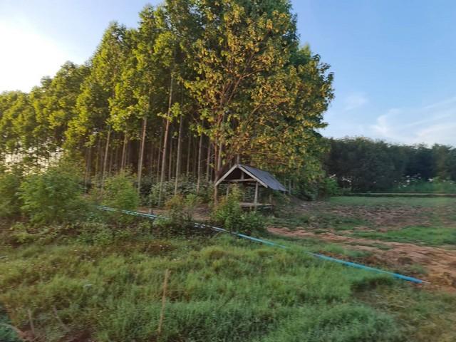 อย่าพลาดดีลเด็ดโปรดี ที่ติดแม่น้ำโขง ต.กุดบง อ.โพนพิสัย จ.หนองคาย หลังติดแม่น้ำโขง ไร่ละ 2ล้านบาท โทร 096-882-1857 3