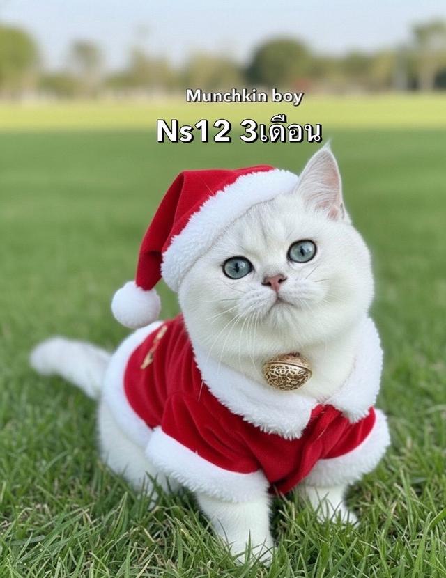 แมวมันช์กิ้น รวมเด้กมันช์กิ้นขาสั้น ชาย หญิง 7
