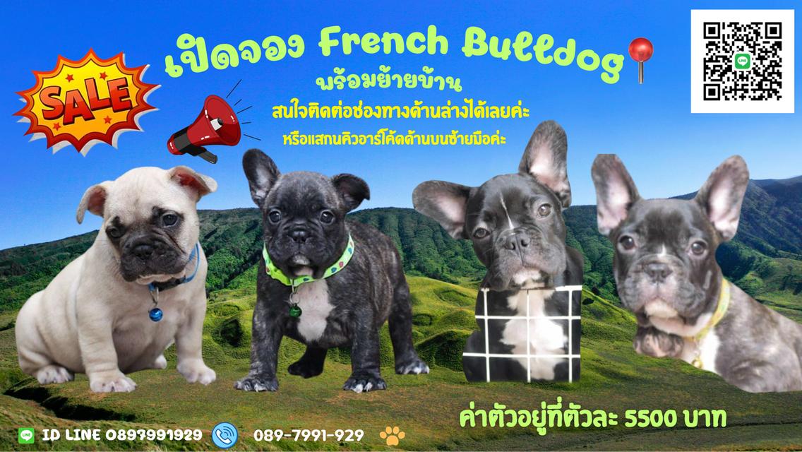 หนุ่มหล่อ เฟรนบลูด็อก