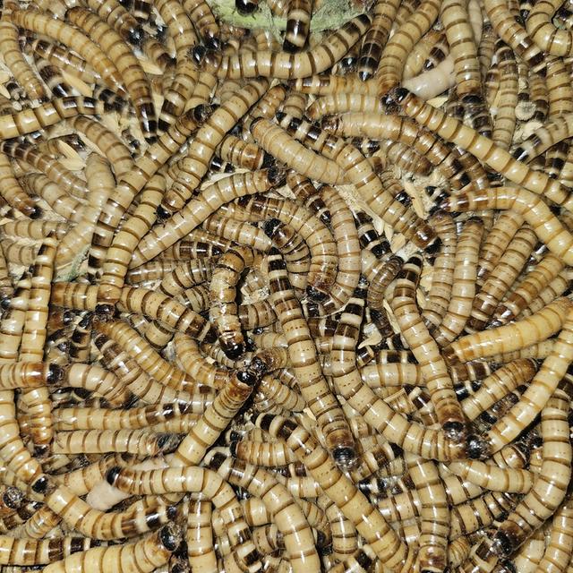 หนอนยักษ์ Giant Worm
