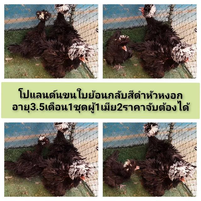 ไก่โปแลนด์ขนใบย้อนกลับสีดำ"ส่งฟรีทั่วไทย"
