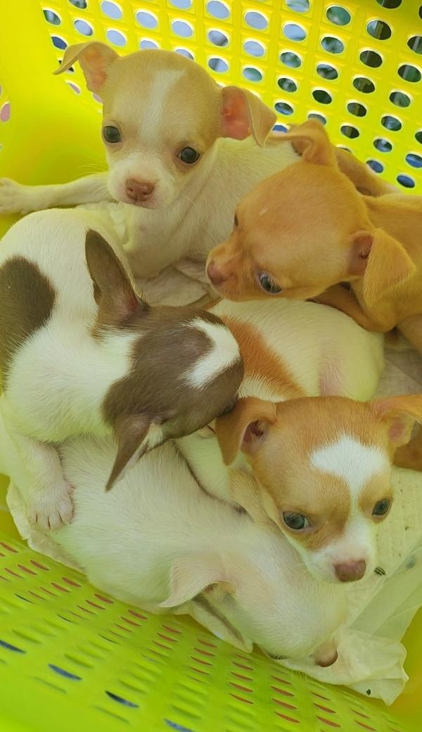 ลูกสุนัขพันธุ์ชิวาวาแท้ขนสั้น