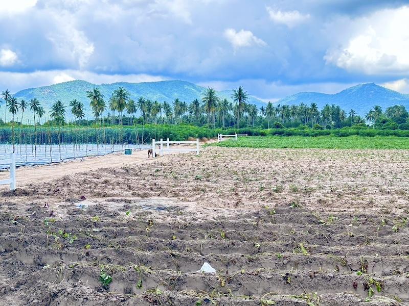 ที่ดิน ชะอำ เพชรบุรี ขนาด 1 ไร่ 980,000 บาท 11