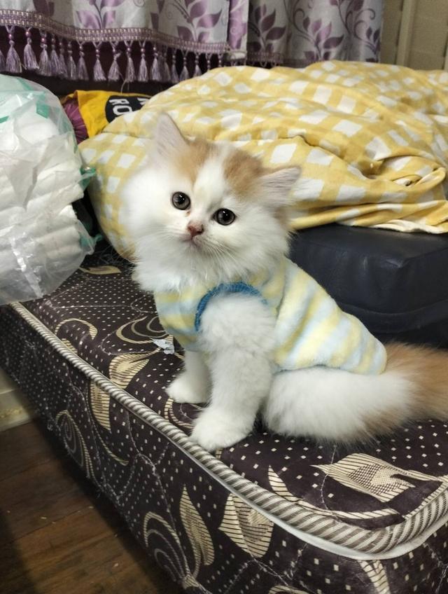 เปิดจองลูกแมวเปอร์เซียเพศ ญ ขาวส้ม รับน้องได้หลัง 14 มีค 69 เปิดกล้องดูก่อนได้ค่ะ รูปที่ 6