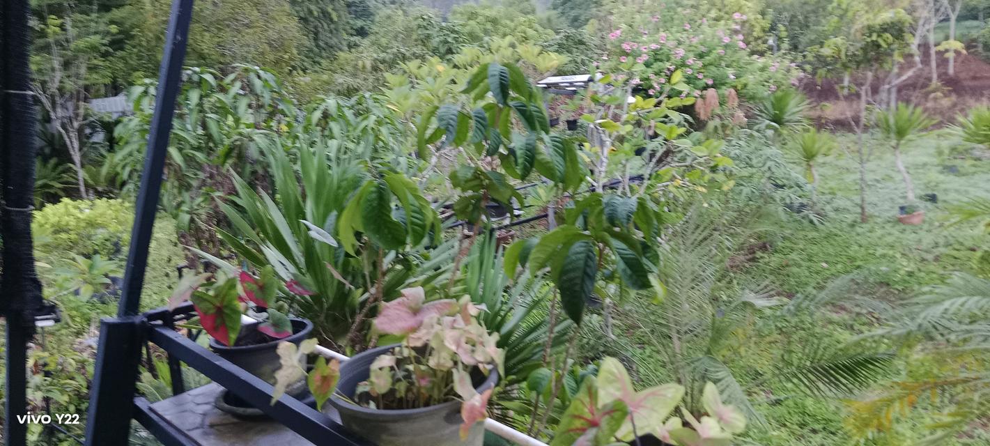 บ้านสวนพร้อมที่ดิน 2นอน3น้ำที่จอดรถ4คัน 1