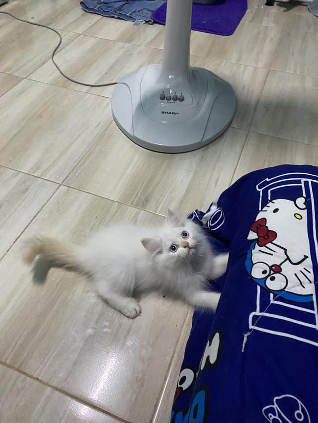 หาบ้านให้น้องตัวสุดท้ายของคอก 2