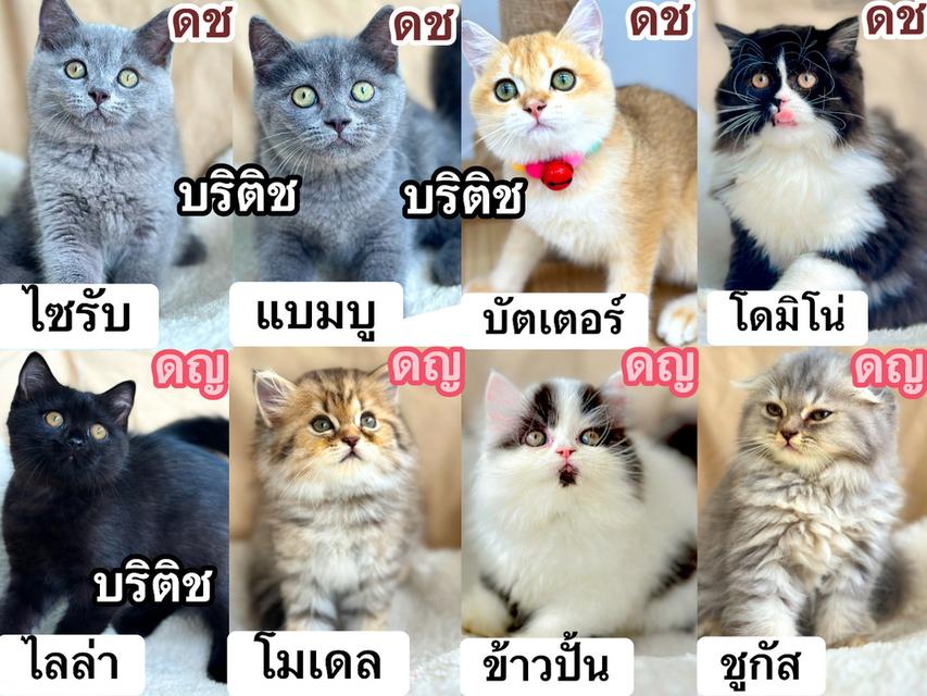  แมว สก็อตติช บริติช