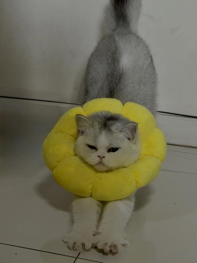 บริติชลองแฮร์ 4