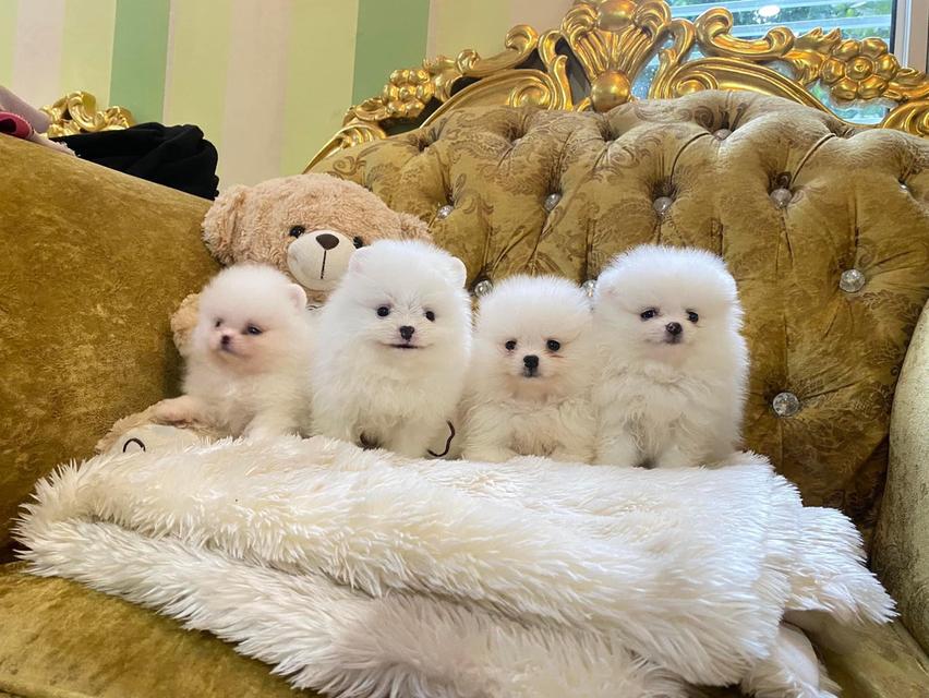 จำหน่ายลูกสุนัขปอมเมอเรเนียนแท้ สอบถามได้นะคะ