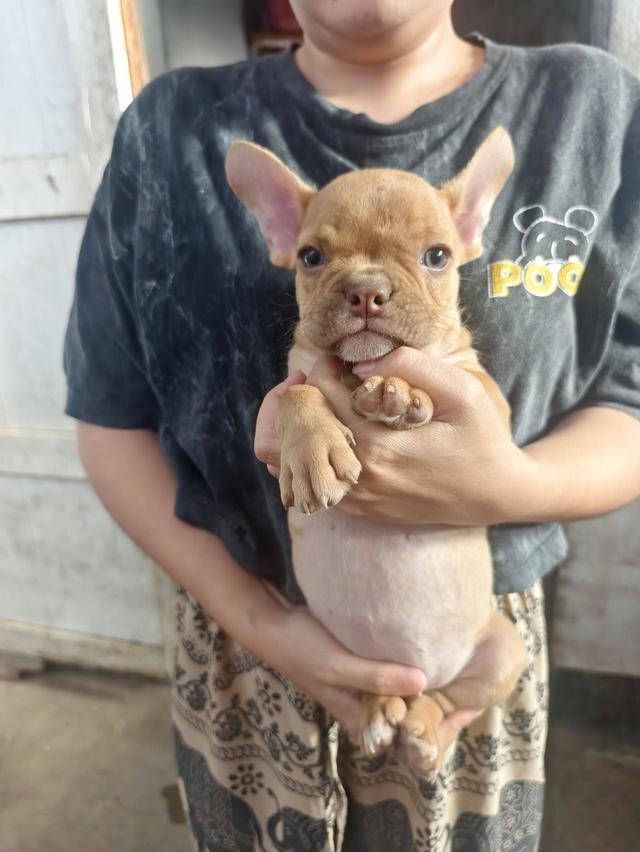 ลูกสุนัขอเมริกันบูลลี่ รูปที่ 3