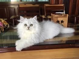 แมวชินชิล่าสีขาว 1
