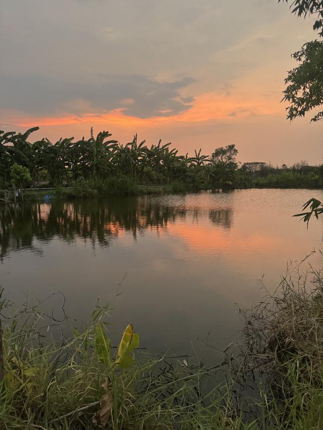 ขายที่ดินสวนพร้อมบ่อน้ำ 2 ไร่ โคราช ที่ดินบรรยากาศธรรมชาติ มีบ่อน้ำ เดินทางสะดวกใกล้ตัวเมืองโคราช มีไฟฟ้า ต้องการขายด่วนค่ะ 1