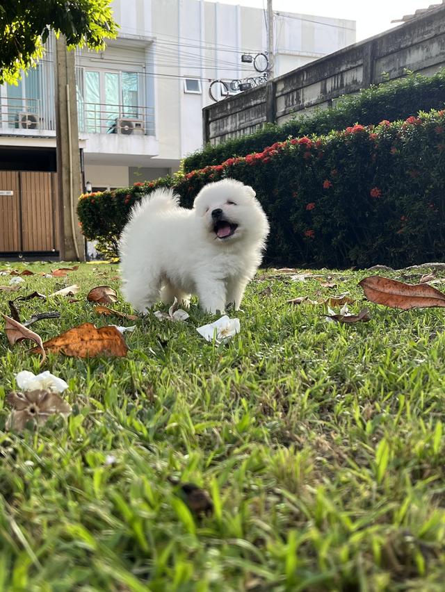 Japanese Spitz (สุนัขพันธุ์สปิตซ์ญี่ปุ่น) 8