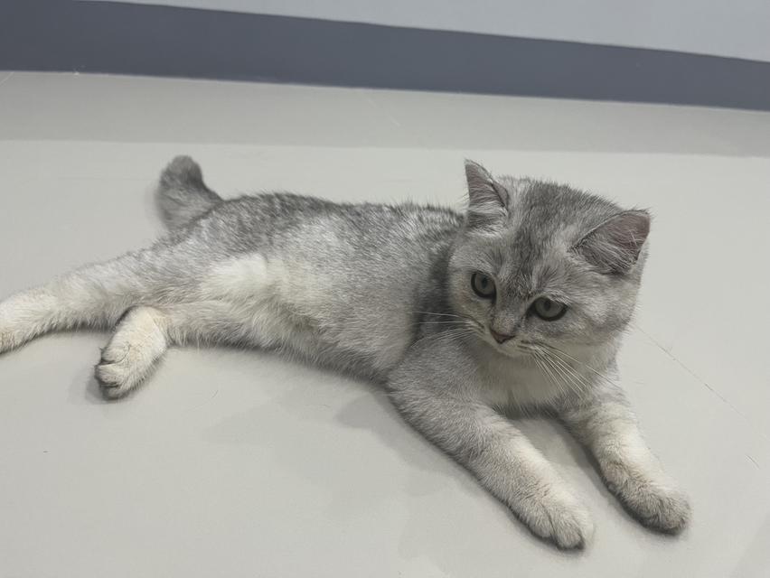 แมวบริติช ชอร์ตแฮร์ เพศเมีย สุขภาพดี ร่าเริง และน่ารัก รูปที่ 2