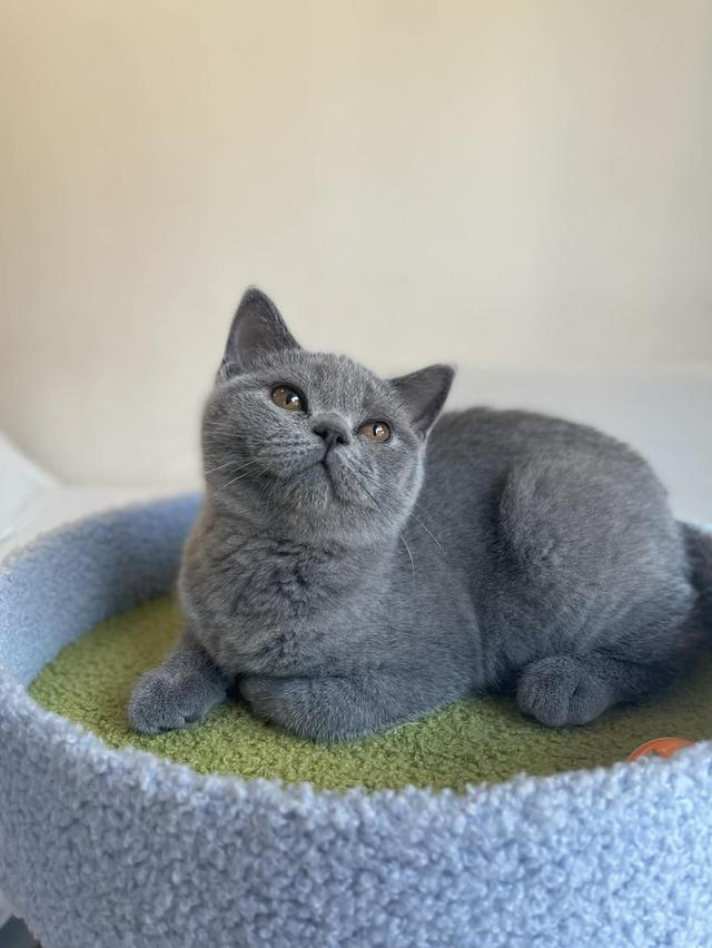 British Shorthair พร้อมใบ WCF ดช รูปที่ 5