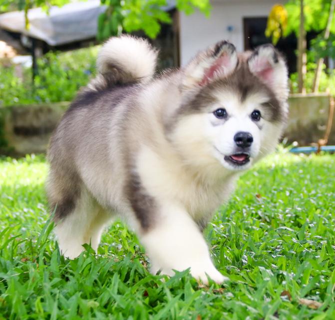 อลาสกัน เพศผู้ เชียงใหม่ ราคาถูก