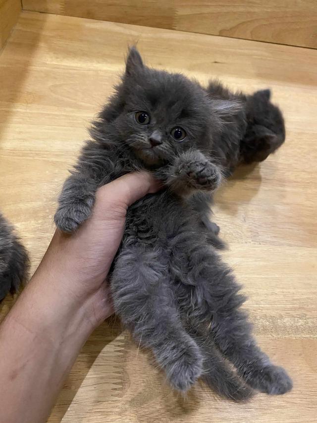 เปิดจอง🐈‍⬛ เปอร์เซียแท้ พร้อมย้ายกลางเดือนส.ค