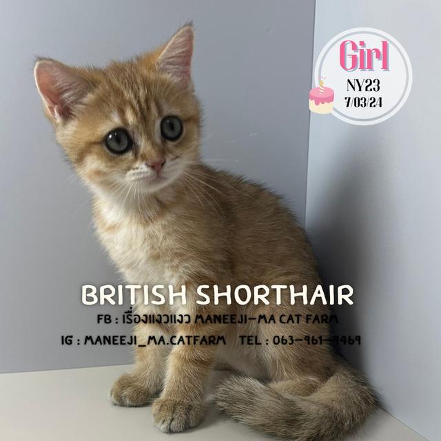 British shorthair ny23 girl