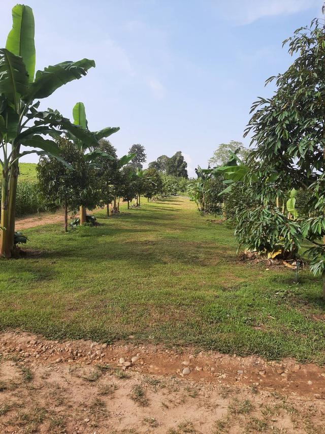 ที่ิดินพร้อมสวนทุเรียน จ.กาญจนบุรี อ.ทองผาภูมิ 4