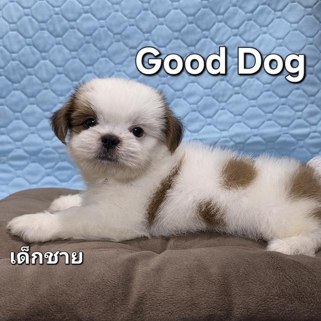 ลูกสุนัขชิสุแท้ (Good Dog)