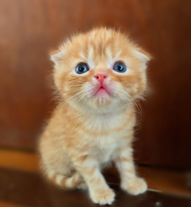 เปิดจองแมวสก็อตติชแท้ รูปที่ 3