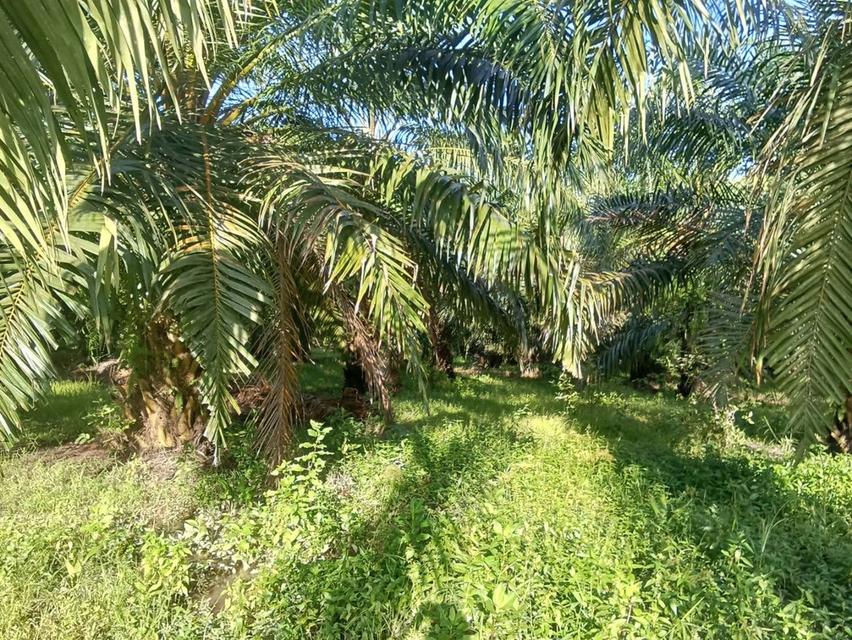 ขายที่ดินพร้อมปาล์มปลูก 14 ปี 6