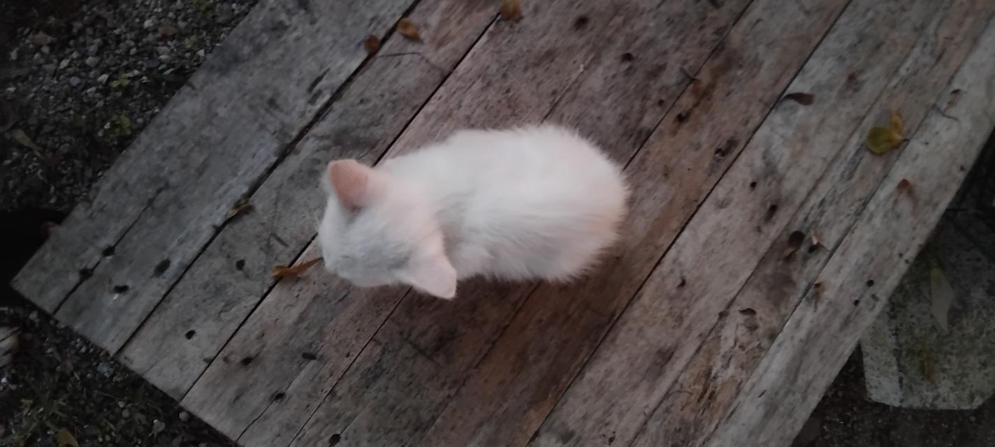 เปอร์เซียสก้อตติสกาญจนบุรี