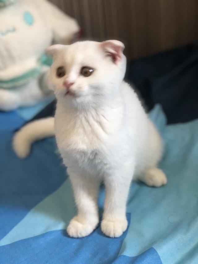 แมวสก๊อติช เด็กผู้หญิง2เดือนกว่า