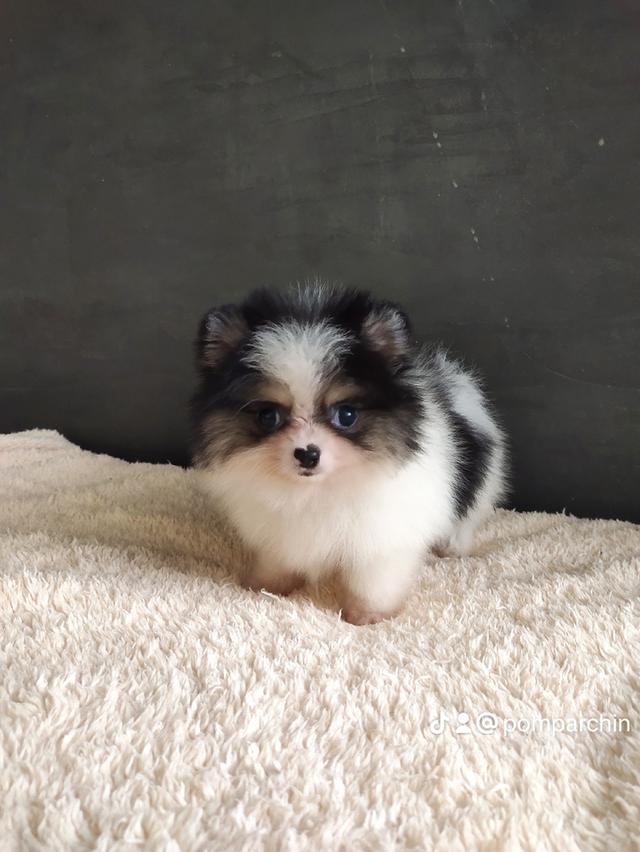 ปอมเมีย