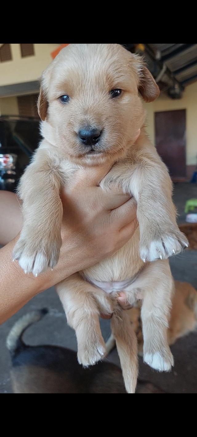 ลูกสุนัข โกลเด้น เพศเมีย