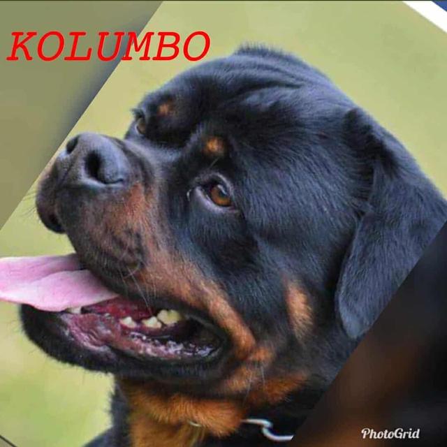 ลูกสุนัขร็อตไวเลอร์พันธุ์แท้สายเลือดนำเข้า 8