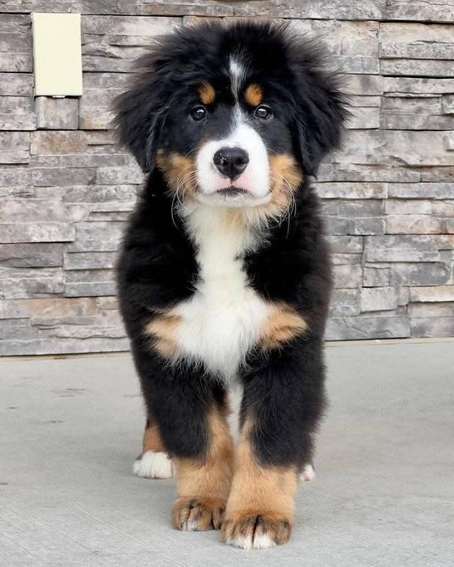 ขาย Bernese Mountain Dog หน้ามึน 4