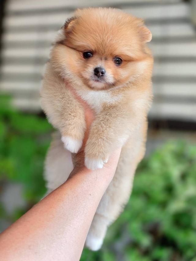 ปอมเมอเรเนียนแท้ เพศหญิง พร้อมย้ายบ้าน รูปที่ 11