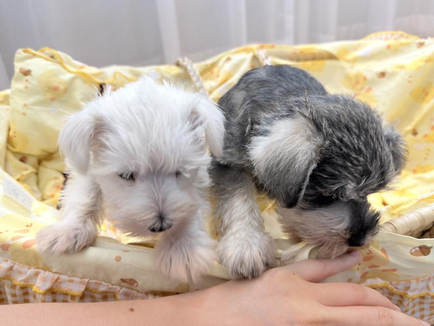 ลูกหมา miniature schnauzer เพศเมีย สี salt&pepper 6