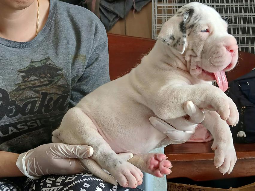 เกรทเดนสวยๆ สายยโรปร้อย Great dane for sale