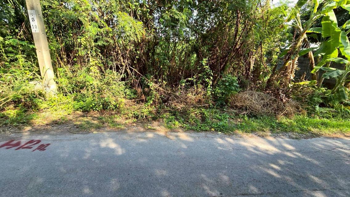 ขายด่วนที่ดินพุทธมณฑลสาย 3 เนื้อที่ 57 ตรว ติดถนนลาดยาง ซ.19 แยก 16  เขตตลิ่งชัน กทม. 2