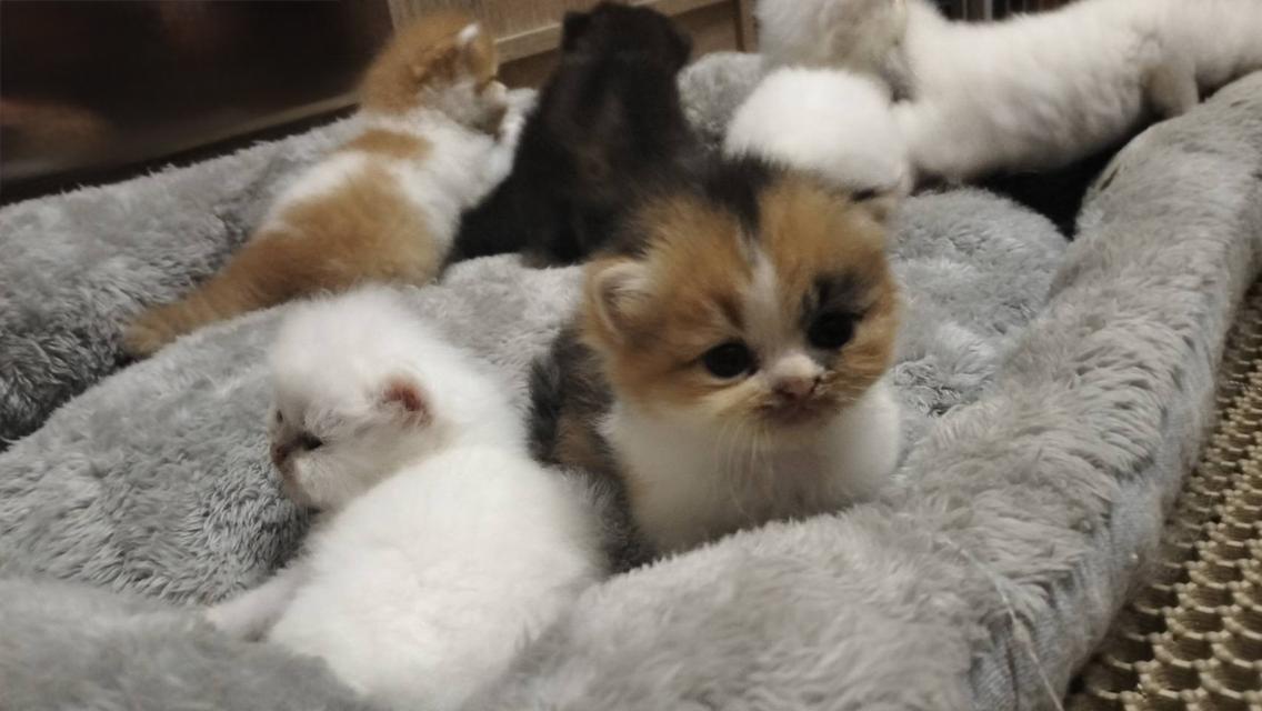 เปิดจอง เด็กๆอายุ 2 สัปดาห์ เปิดกล้องดูก่อนได้ค่ะ