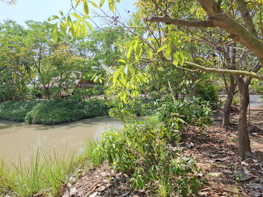 ขายที่ดิน 1 ไร่ จ.สุพรรณบุรี อ. เดิมบางนางบวช ที่ถมแล้วพร้อมเข้าอยู่ได้เลย 6