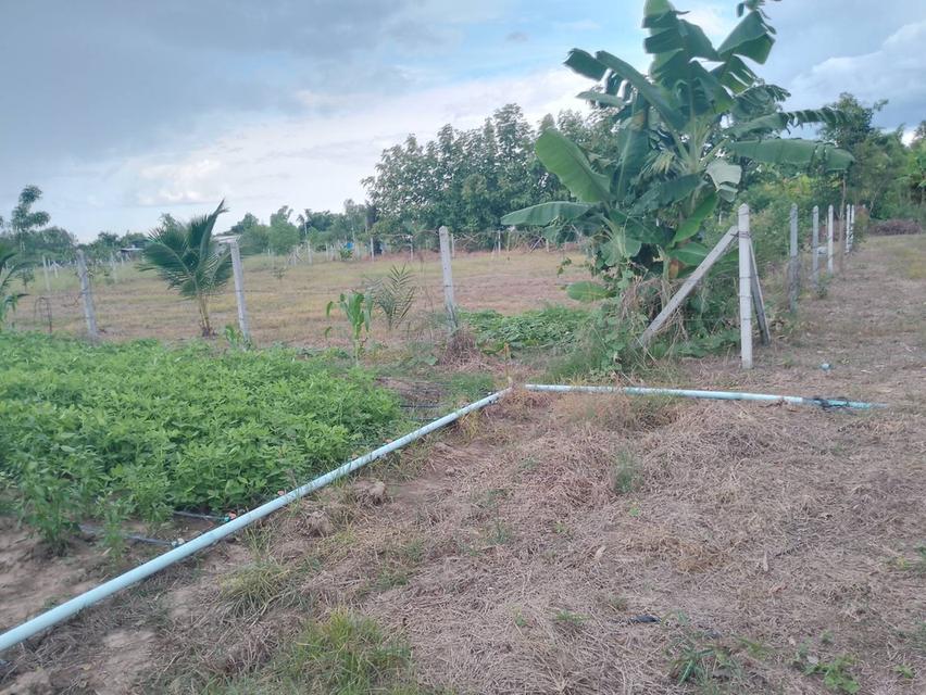 ที่ดินว่างเปล่า อ.หนองหญ้าไซร์ จ.สุพรรณบุรี 4