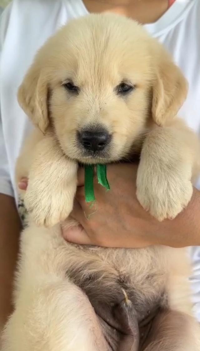 สุนัขพันธุ์โกลเด้นรีทรีฟเวอร์