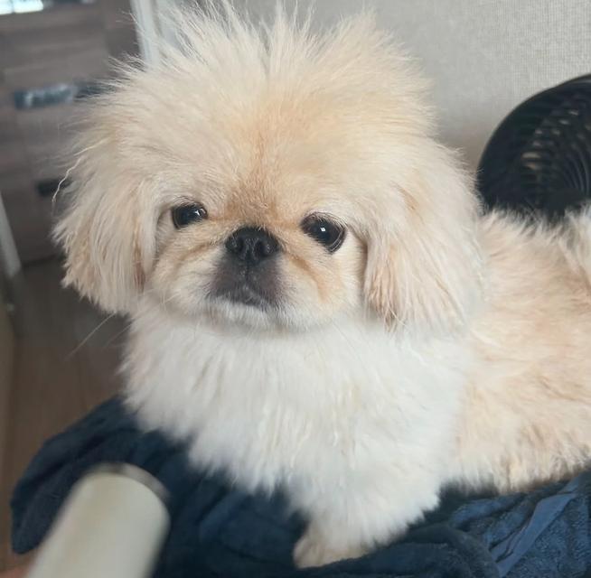 ขายลูกสุนัข Pekingese น่ารักสุดๆ 2