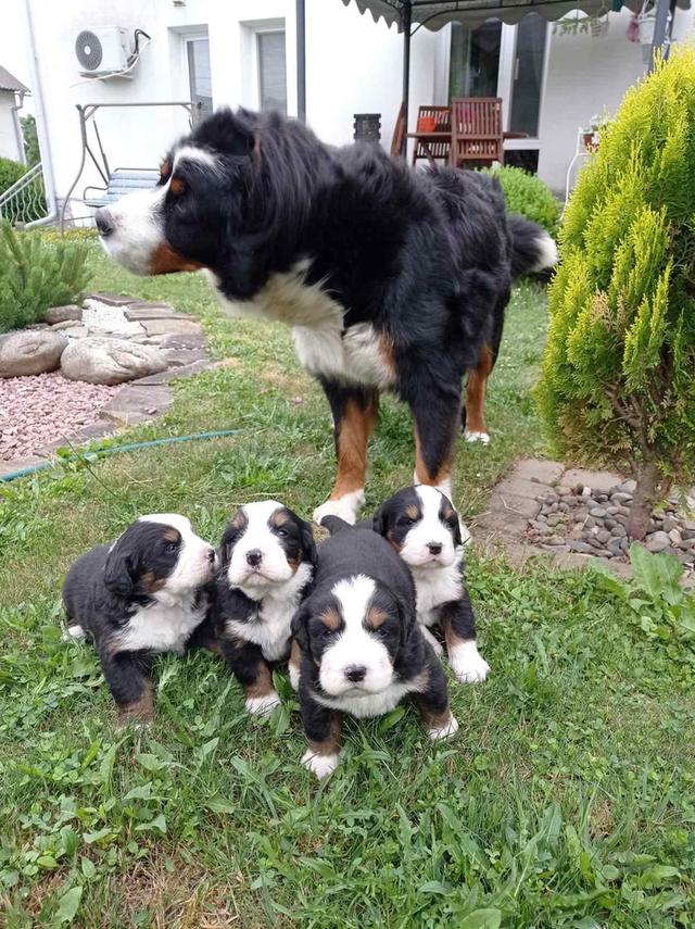 Bernese Mountain Puppies 2