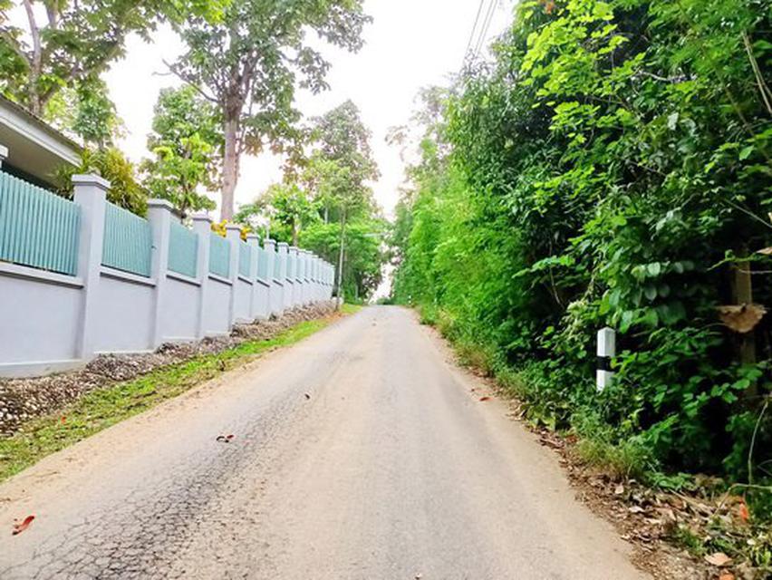 ขายที่ดินที่สวย ต.แม่แรม อ. แม่ริม 4ไร่ 45.7ตรว. Land for Sale, Mae Rim, Chiang Mai 4 Rai 45.7 SqW 4