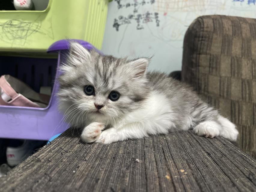 น้องเจ๊ไฝ(เพศเมีย)เกิด19/9/68 15