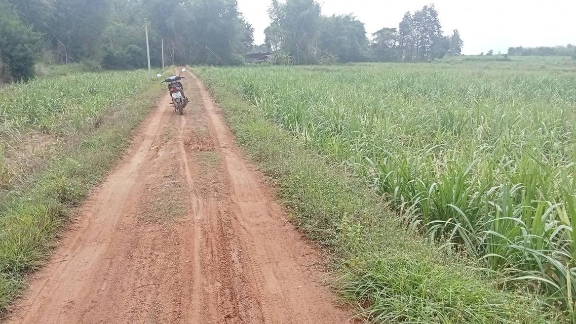 ขายด่วนมาก ที่ดินจังหวัดกาฬสินธุ์ 4