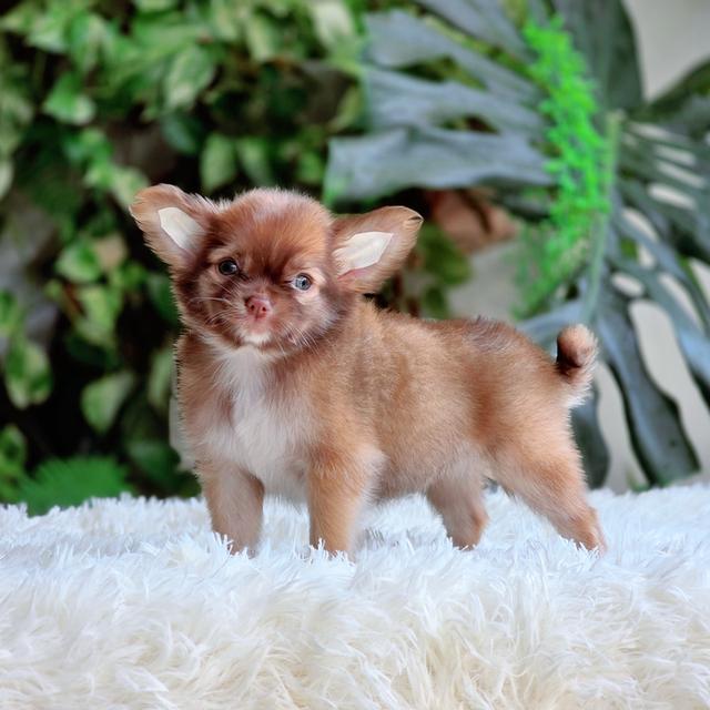 Chihuahuaเพศเมียขนยาวไซส์เล็ก 3