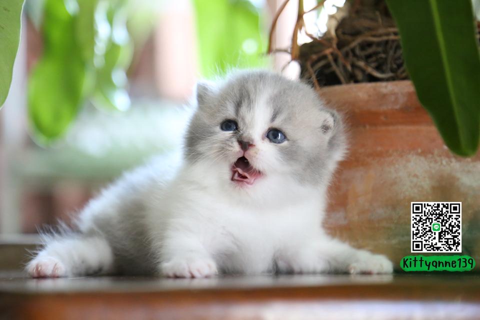 แมวเปอร์เซียผสมบริติช รูปที่ 11