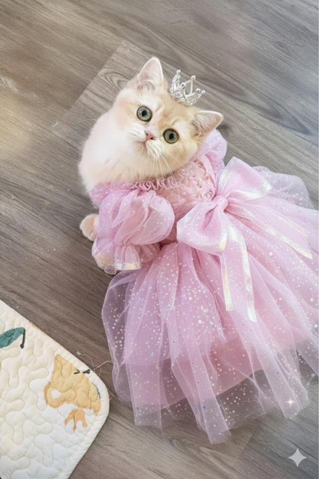 แมวบริติช เพดใบเพดwcf และรับนำเข้าแมวจาก ตปท.