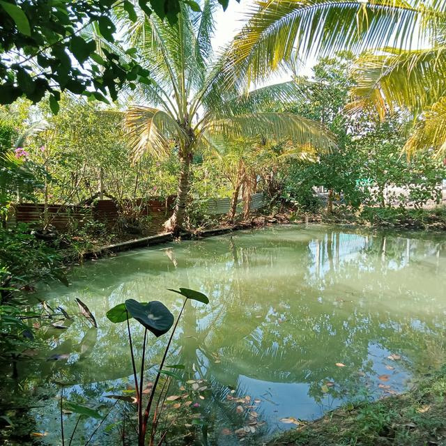 ขายสวนมะม่วงพร้อมบ้านเนื้อที่1ไร่58ตารางวาราคา2400000บาท 8